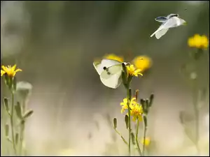 Kwiaty, Motyle, Bielinek, Żółte