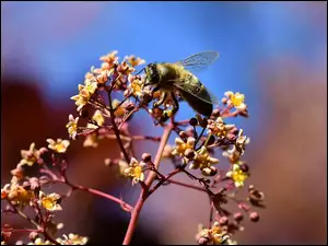 Pszczoła na gałązkach