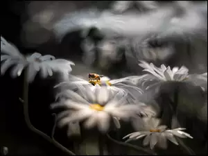 Pszczoła na stokrotkach