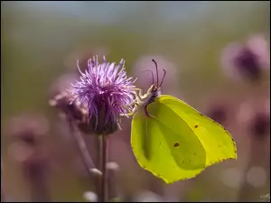 Ostrożeń polny, Motyl, Latolistek cytrynek, Kwiat