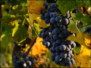 Dojrzałe owoce winogron