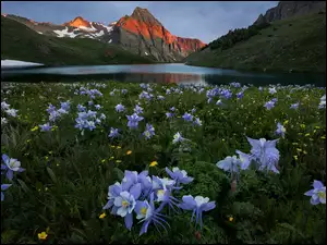 Orlik błękitny, Góra Sneffels, Stany Zjednoczone, Orlik niebieski, Stan Kolorado, Jezioro Blue Lake, Łąka, Góry San Juan Mountains, Kwiaty