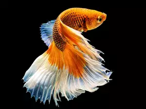Pomarańczowa rybka