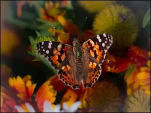 Rusałka osetnik, Motyl, Kwiaty, Tło, Kolorowe, Rozmyte