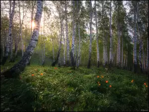 Przebijające słońce w lesie brzozowym
