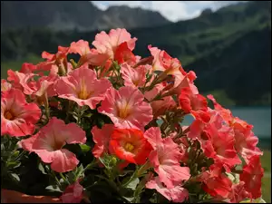Petunie, Pomarańczowe, Kwiaty
