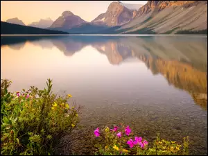 Kwiaty na brzegu jeziora Bow Lake w Kanadzie