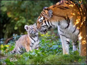 Samica tygrysa z młodym