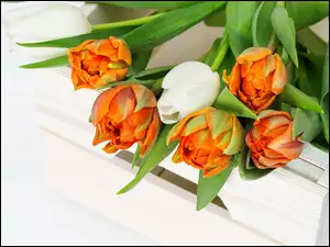 Tulipany, Skrzynka, Pomarańczowe, Białe, Drewniana