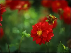 Zbliżenie, Czerwona, Dalia, Kwiat