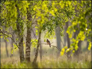 Ptak na gałązce brzozy