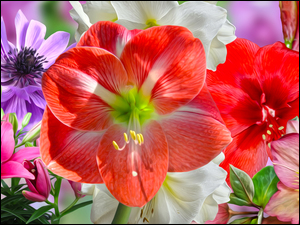 Grafika z kwiatami amarylis