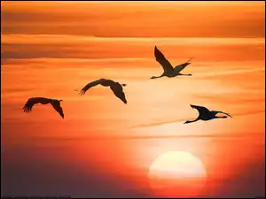 Ptaki, Grafika, Zachód słońca