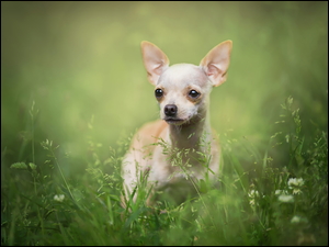 Chihuahua krótkowłosa w trawie