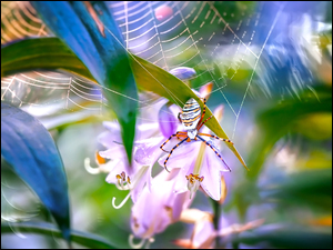 Pająk utkał pajęczynę na kwiatach