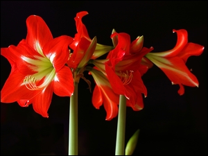 Amarylisy, Czerwone, Kwiaty