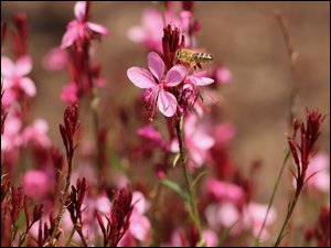 Pszczoła na różowych kwiatach gaury