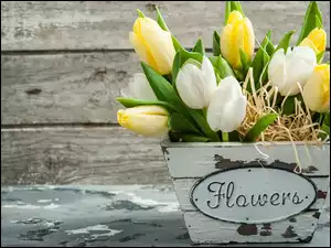 Żółte i białe tulipany w drewnianej donicy