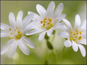 Białe kwiaty Gwiazdnicy wielkokwiatowej