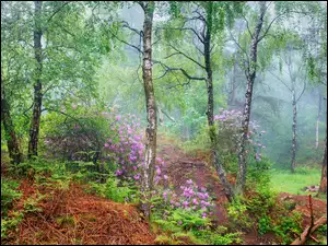 Anglia, Różaneczniki, Park Narodowy Peak District, Rododendrony, Las, Lato, Liście, Brzozy, Kwiaty, Hrabstwo Derbyshire