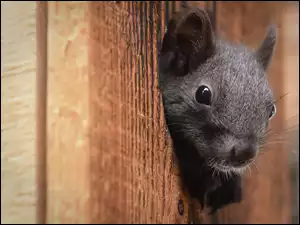 Głowa wiewiórki między deskami