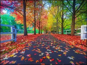Drzewa, Park, Jesień, Ogrodzenie, Droga, Liście