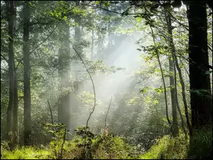 Drzewa, Przebijające światło, Las, Zielony, Mgła