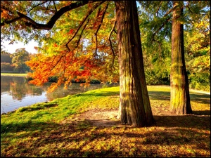 Jesień, Park, Drzewa, Staw