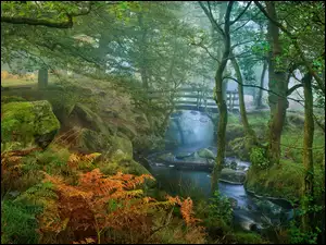 Leśna rzeka wśród drzew i paproci w Parku Narodowym Peak District