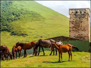 Stado koni na wzgórzu