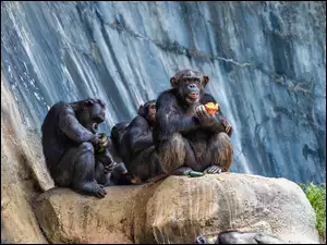 Skały, Małpy, Szympansy