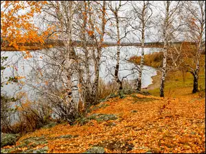 Jesienne brzozy nad jeziorem na Uralu