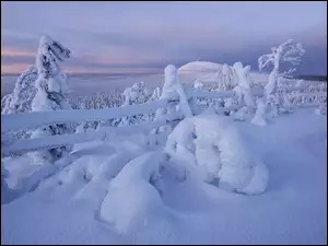 Zimowy krajobraz rezerwatu Valtavaara w Laponii