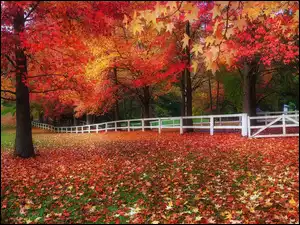 Jesień, Ogrodzenie, Drzewa, Park, Liście