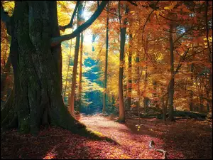 Droga w lesie pomiędzy kolorowymi drzewami