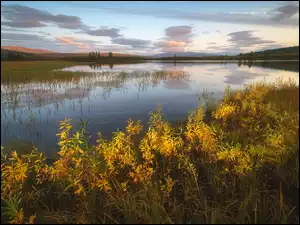 Rosja, Rośliny, Jezioro Domashnoye, Okręg Jamalsko-Nieniecki