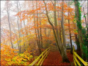 Jesień, Ścieżka, Mgła, Drzewa, Liście, Pożółkłe, Ogrodzenie