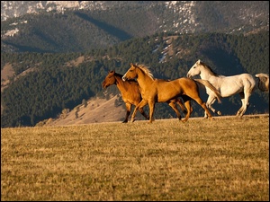 Konie, Góry