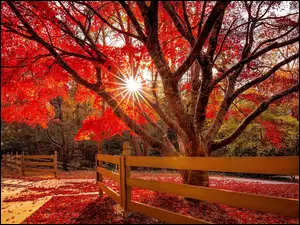 Czerwone, Drzewo, Promienie słońca, Jesień, Liście, Ogrodzenie