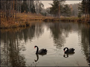 Dwa czarne łabędzie na leśnym jeziorze