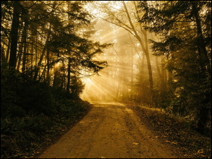 Promienie słońca oświetlają drogę w lesie