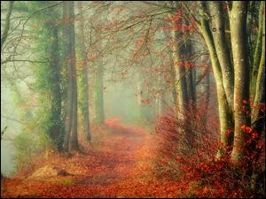 Ścieżka, Las, Roślinność, Mgła, Jesień, Liście