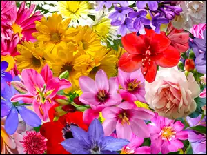 Różne rodzaje kolorowych kwiatów w grafice
