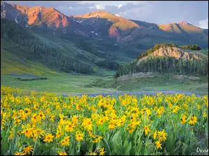 Dolina z żółtymi kwiatami w górach West Elk Mountains w Kolorado