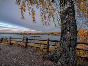 Drzewa przy ogrodzeniu z widokiem na Wołgę w Rosji