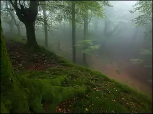 Drzewa, Mgła, Omszałe, Las, Korzenie