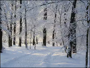 Park, Ścieżka, Śnieg, Zima, Drzewa
