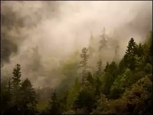 Gęsta mgła nad jesiennym lasem