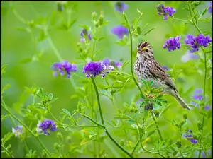 Ptak, Fioletowe, Kwiaty