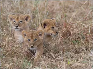 Trzy młode lwiątka w trawie